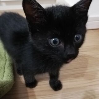 生後約1ヶ月の黒猫2匹（1匹でもOK） − 大阪府