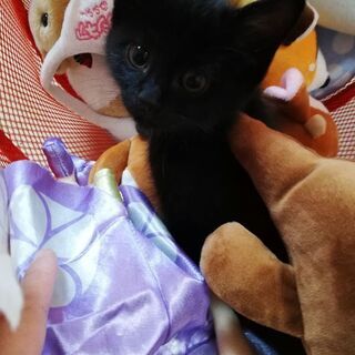 生後約1ヶ月の黒猫2匹（1匹でもOK） - 箕面市