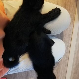 生後約1ヶ月の黒猫2匹（1匹でもOK）