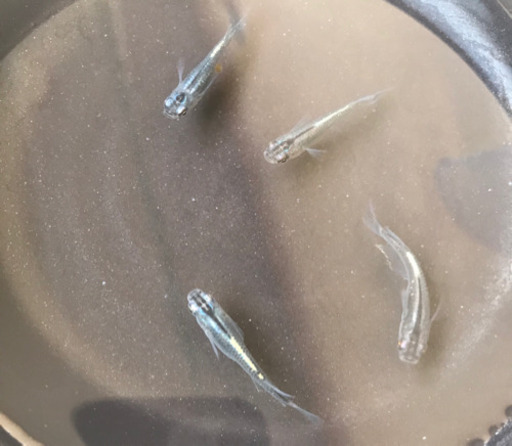 メダカの卵スタープラチナ フラット 熊本のその他の中古あげます 譲ります ジモティーで不用品の処分