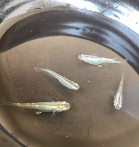 メダカの卵夜桜 フラット 熊本のその他の中古あげます 譲ります ジモティーで不用品の処分