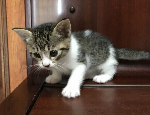 かわいい子猫の里親募集 黒白 ねこねこ 近鉄八尾の猫の里親募集 ジモティー かわいい子猫の里親募集 黒白 ねこねこ 近鉄八尾の猫の里親募集 ジモティー