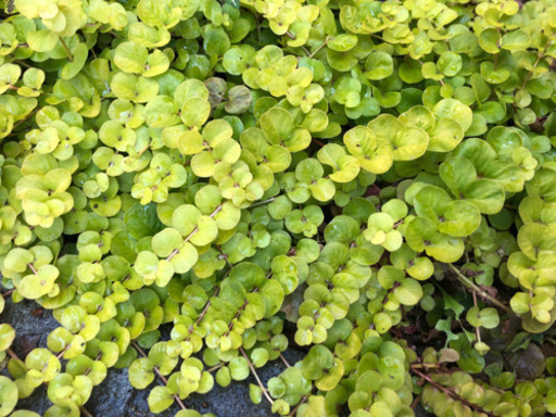 グランドカバー常緑植物ガーデニング 断捨離中 学園前の家具の中古あげます 譲ります ジモティーで不用品の処分