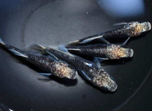 白姫 メダカ 針子 稚魚10匹 メダカwest 高石のその他の中古あげます 譲ります ジモティーで不用品の処分