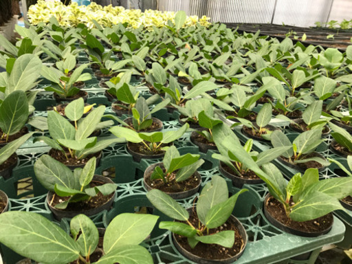 熊本市北区 観葉植物の植え込み 出荷作業 未経験ok 車通勤ok Massan 熊本 のその他の無料求人広告 アルバイト バイト募集情報 ジモティー