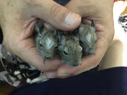 けんぼの森 デグー アグーチパイド5月7日生まれ 3匹デビュー 1匹 5 000円 税込 けんぼっ 下溝のペットショップの無料広告 無料掲載の掲示板 ジモティー けんぼの森 デグー アグーチパイド5月7日生まれ 3匹デビュー 1匹 5 000円 税込 けんぼっ 下溝のペットショップの無料広告 無料掲載の掲示板 ジモティー