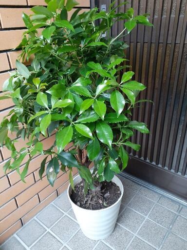 シキミ庭木大型商品 あき 吹田のその他の中古あげます 譲ります ジモティーで不用品の処分