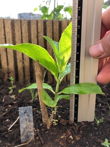 紫陽花3種まとめて掘り起こし苗 Masa 裾野のその他の中古あげます 譲ります ジモティーで不用品の処分