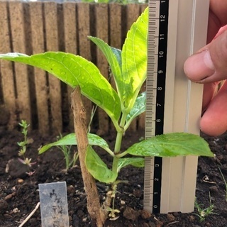 紫陽花3種まとめて掘り起こし苗 Masa 裾野のその他の中古あげます 譲ります ジモティーで不用品の処分