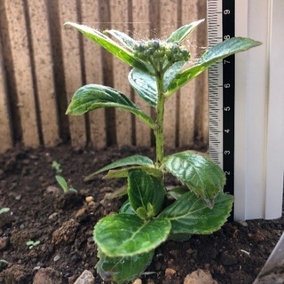 紫陽花3種まとめて掘り起こし苗 Masa 裾野のその他の中古あげます 譲ります ジモティーで不用品の処分