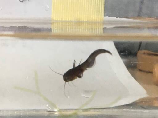 なまず稚魚もらってください ゴンタ 山手のその他の中古あげます 譲ります ジモティーで不用品の処分