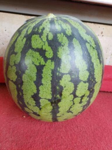 今期最終 小さい西瓜もあります Maサイズの5キロ位です すいか屋さん 芝山千代田の食品の中古あげます 譲ります ジモティーで不用品の処分