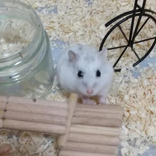 ハムスター 4匹 ２ヶ月です 翔ちん みつわ台のその他の里親募集 ジモティー