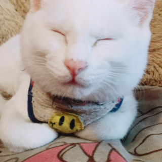 再募集 飼育放棄のメインクーンとマンチカン里親さん募集します アリア 赤羽の猫の里親募集 ジモティー 再募集 飼育放棄のメインクーンとマンチカン里親さん募集します アリア 赤羽の猫の里親募集 ジモティー
