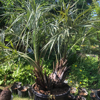 双子ココスヤシ 税別 鉢別