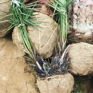 双子ココスヤシ 税別 鉢別