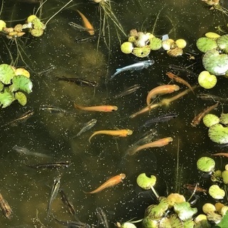 ミックス飼い メダカ卵です Miyu 石和温泉のその他の中古あげます 譲ります ジモティーで不用品の処分 ミックス飼い メダカ卵です Miyu 石和温泉のその他の中古あげます 譲ります ジモティーで不用品の処分