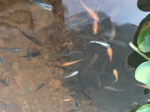 ミックス飼い メダカ卵です Miyu 石和温泉のその他の中古あげます 譲ります ジモティーで不用品の処分 ミックス飼い メダカ卵です Miyu 石和温泉のその他の中古あげます 譲ります ジモティーで不用品の処分