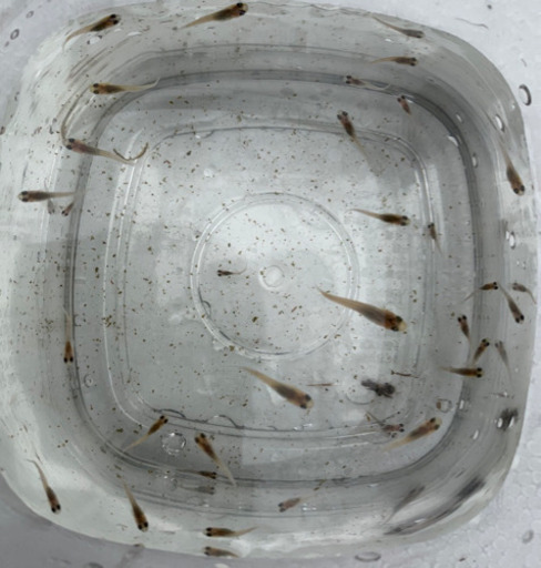 代理出品です 灯錦メダカ子供 Aquapet 神戸のその他の中古あげます 譲ります ジモティーで不用品の処分