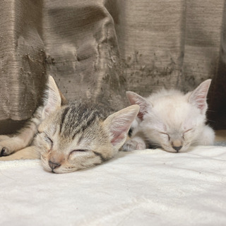 【里親募集】生後１ヶ月のキジ猫の女の子 − 福岡県