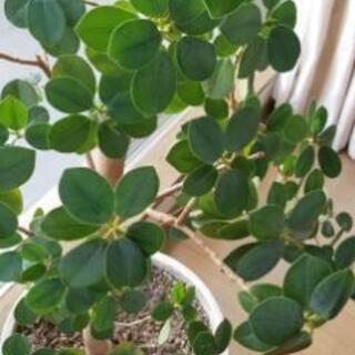 パンダガジュマル 鉢付き 観葉植物 やまもと 代官山の家電の中古あげます 譲ります ジモティーで不用品の処分
