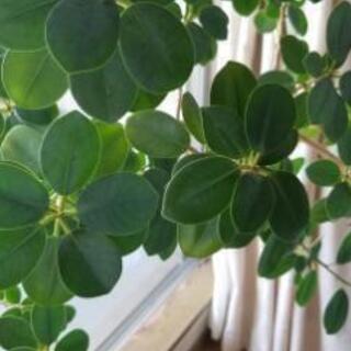 パンダガジュマル 鉢付き 観葉植物 やまもと 代官山の家電の中古あげます 譲ります ジモティーで不用品の処分 パンダガジュマル 鉢付き 観葉植物 やまもと 代官山の家電の中古あげます 譲ります ジモティーで不用品の処分