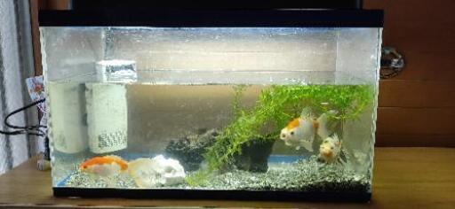 金魚 水槽 照明 水草 砂 餌付き Tokko 野里のその他の中古あげます 譲ります ジモティーで不用品の処分