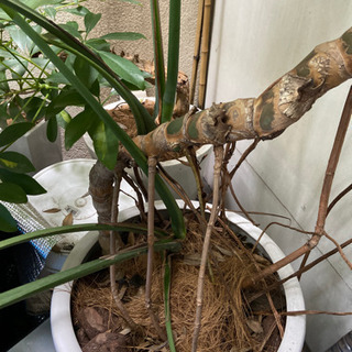 モンステラ　大