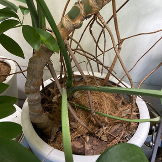 モンステラ　大