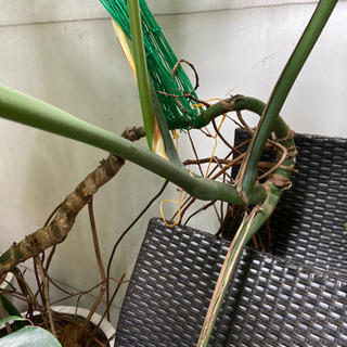 モンステラ　大