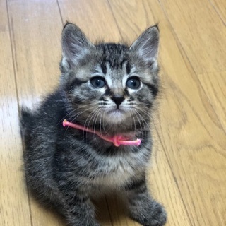 まん丸キジ子ちゃん(6/14譲渡面談会)の画像