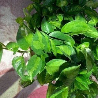 観葉植物ポトスグローバル グリーン うに 柏のその他の中古あげます 譲ります ジモティーで不用品の処分 観葉植物ポトスグローバル グリーン うに 柏のその他の中古あげます 譲ります ジモティーで不用品の処分