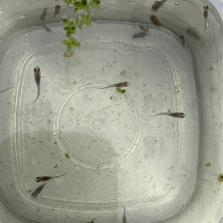 代理出品です！ ブラックダイヤ・オーロラ黄ラメ・灯錦メダカ子供各10匹+