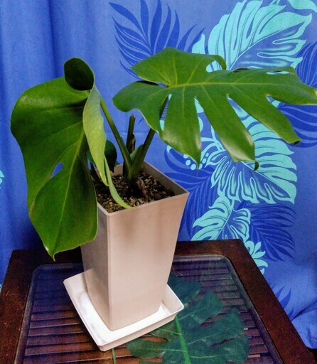 観葉植物 モンステラハート型の葉っぱです 新芽も出ています Powerspot 鵠沼海岸のその他の中古あげます 譲ります ジモティーで不用品の処分 観葉植物 モンステラハート型の葉っぱです 新芽も出ています Powerspot 鵠沼海岸のその他の中古あげます 譲ります ジモティーで不用品の処分