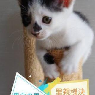 1ヶ月半子猫5兄みーんな里親様決定😺の画像