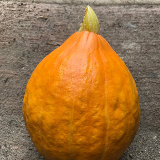 かぼちゃ　コリンキー　農薬不使用