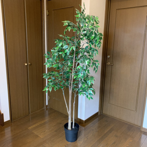 Ikea 人工観葉植物ベンジャミン Libe 久が原のインテリア雑貨 小物の中古あげます 譲ります ジモティーで不用品の処分