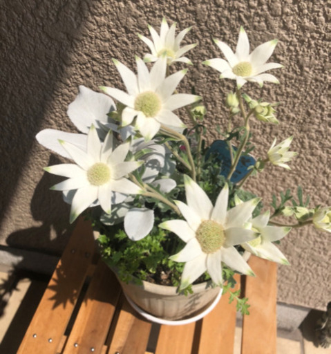 フランネルフラワー 種 茶屋町の生活雑貨の中古あげます 譲ります ジモティーで不用品の処分
