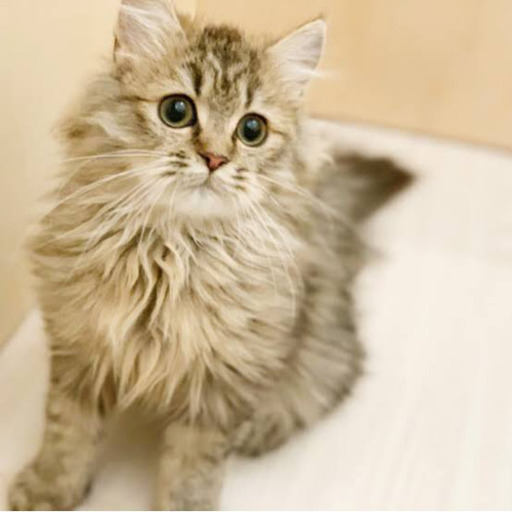 12日金曜日 猫カフェ あっちゃん 堺のその他のメンバー募集 無料掲載の掲示板 ジモティー 12日金曜日 猫カフェ あっちゃん 堺のその他のメンバー募集 無料掲載の掲示板 ジモティー