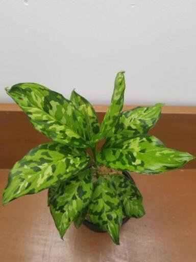 Aglaonema pictum マルチカラー白玉