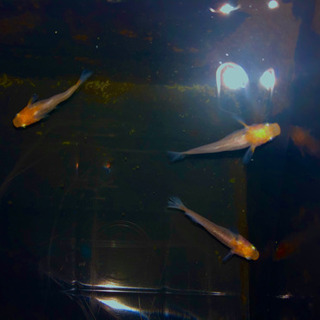 紅白光体系透明鱗　稚魚10匹＋a