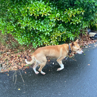 迷子犬です。出雲市大社町