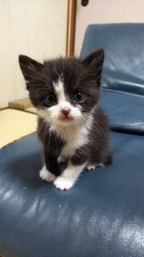 子猫の里親様募集 はちやんさん 新居浜の猫の里親募集 ジモティー