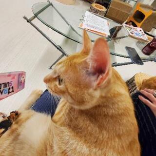 宮城県の猫カフェ メンバー募集 ジモティー