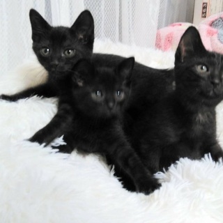 ボランティアさんから救い出された黒猫兄妹。