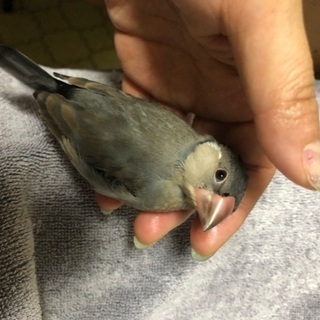 文鳥が迷子になりました