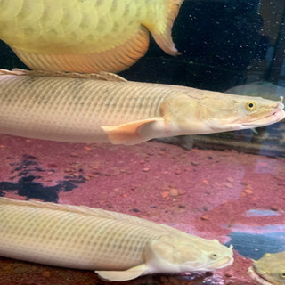 コンギクス