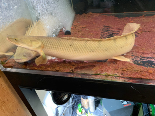 コンギクス