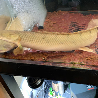 コンギクス