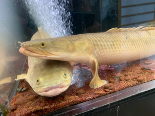コンギクス